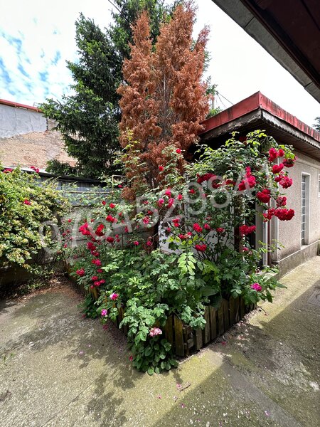 Teiul Doamnei- Maica Domnului,Str. Grigore Ionescu nr 60